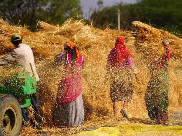 Food Crisis: World's biggest importer Egypt to import Wheat from India