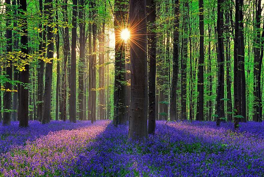 The purple magic of Bluebells returns to Belgium's enchanted forest