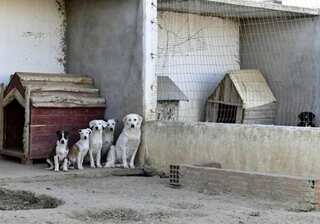 US police arrest man for freezing alive nearly 200 animals