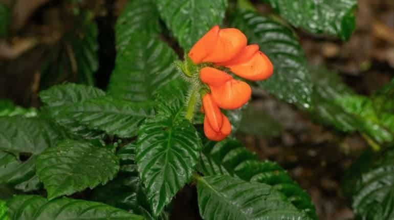 Miracle of nature? ‘Gasteranthus extinctus’, plant once thought extinct, reemerges Miracle of nature? ‘Gasteranthus extinctus’, plant once thought extinct, reemerges