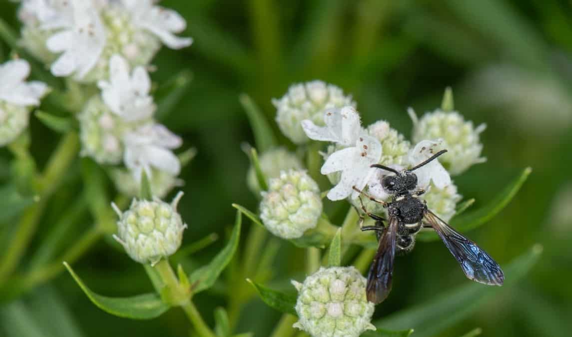 Why you should plant a garden that's wasp-friendly Why you should plant a garden that's wasp-friendly