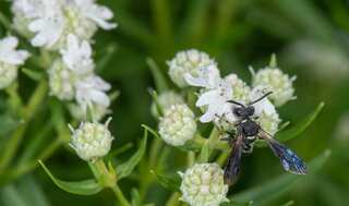 Why you should plant a garden that's wasp-friendly