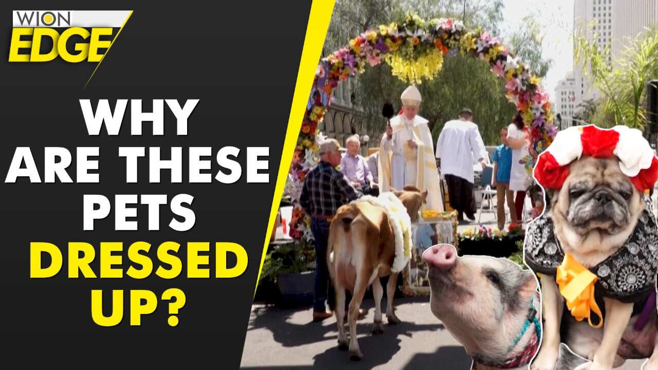 Easter blessings for the pets! - Edge News