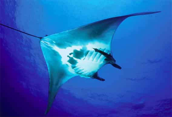 Scientists in Galapagos study habits of sting rays and manta rays via sound tracking devices