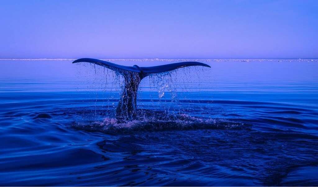 Marine biologists spot endangered North Atlantic right whales. Read details about the sighting