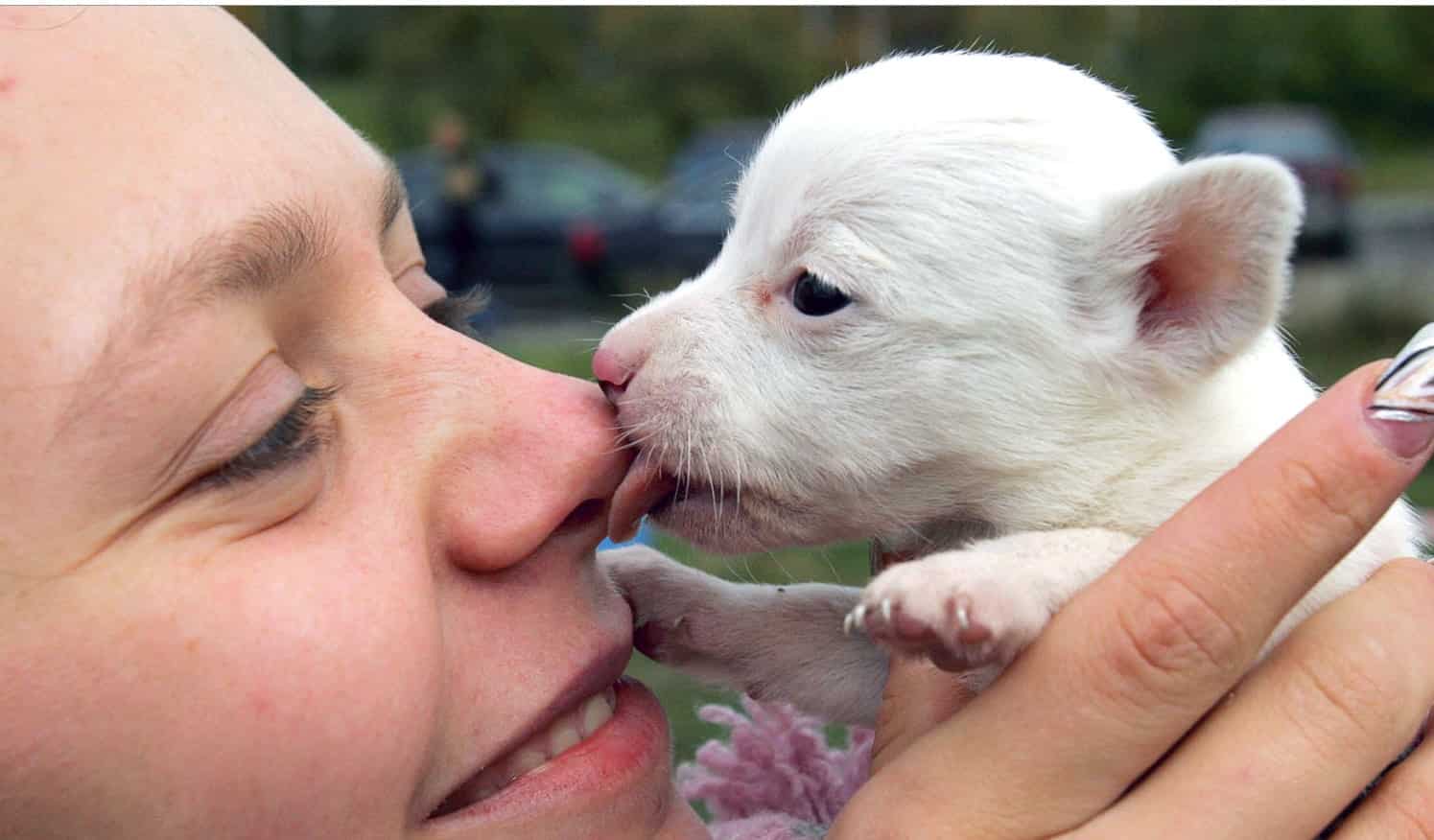 Online puppy scam: People tricked into paying for canine that never arrived Online puppy scam: People tricked into paying for canine that never arrived