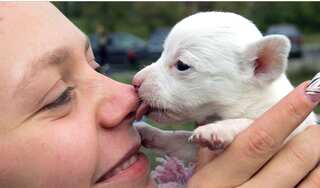 Online puppy scam: People tricked into paying for canine that never arrived