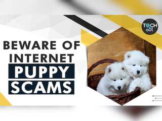 How to avoid puppy scams when bringing a pet home | Tech It Out