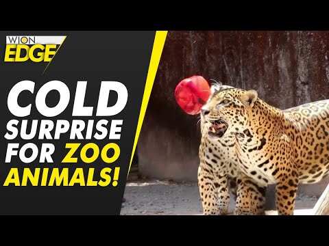 What this Mexican zoo is doing for animals to beat the heat