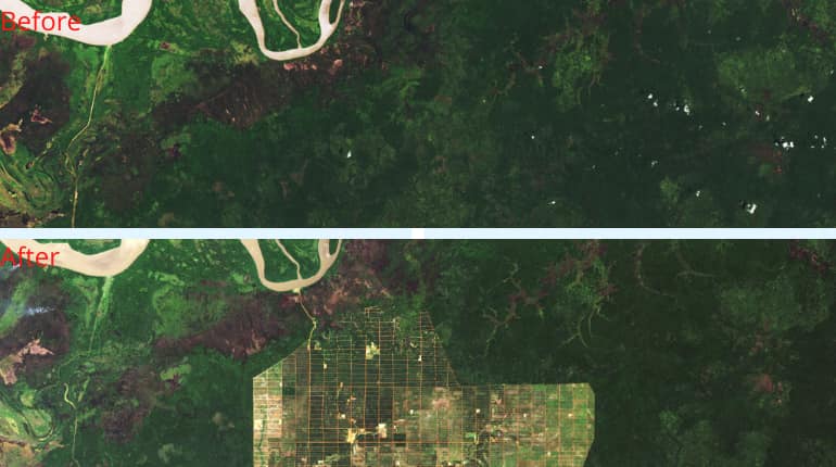 (Image: NASA) Deforestation in Papua, Indonesia (Nov. 20, 2002 - Nov. 27, 2019)