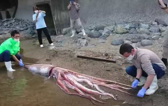 Watch | Nine-foot-long giant squid found stranded on Sea of Japan beach
