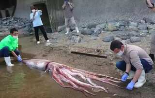 Watch | Nine-foot-long giant squid found stranded on Sea of Japan beach