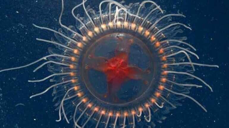 Watch: New rare species of crown jellyfish found in Monterey Bay by scientists in US Watch: New rare species of crown jellyfish found in Monterey Bay by scientists in US