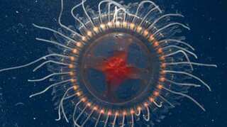 Watch: New rare species of crown jellyfish found in Monterey Bay by scientists in US