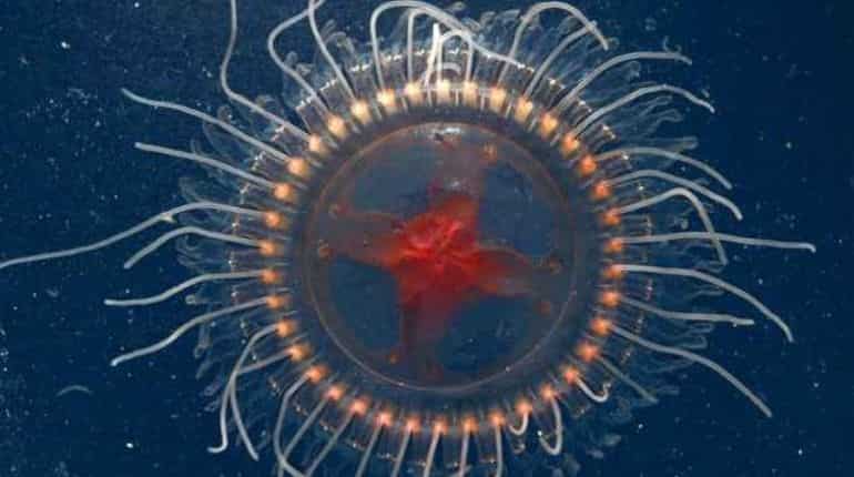 Watch: New rare species of crown jellyfish found in Monterey Bay by scientists in US