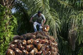 Edible oil prices may rise further in India due to Indonesia's palm oil export ban