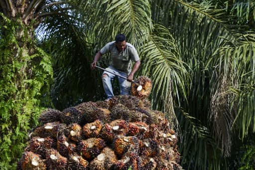 Edible oil prices may rise further in India due to Indonesia's palm oil export ban