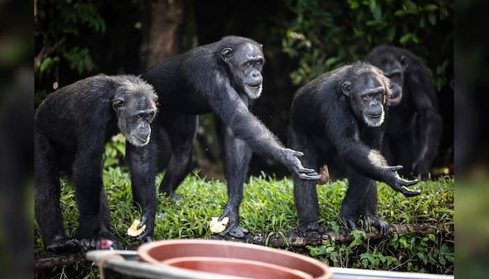 Liberian Lab chimps finally get new lease of life after a life of 'trauma'