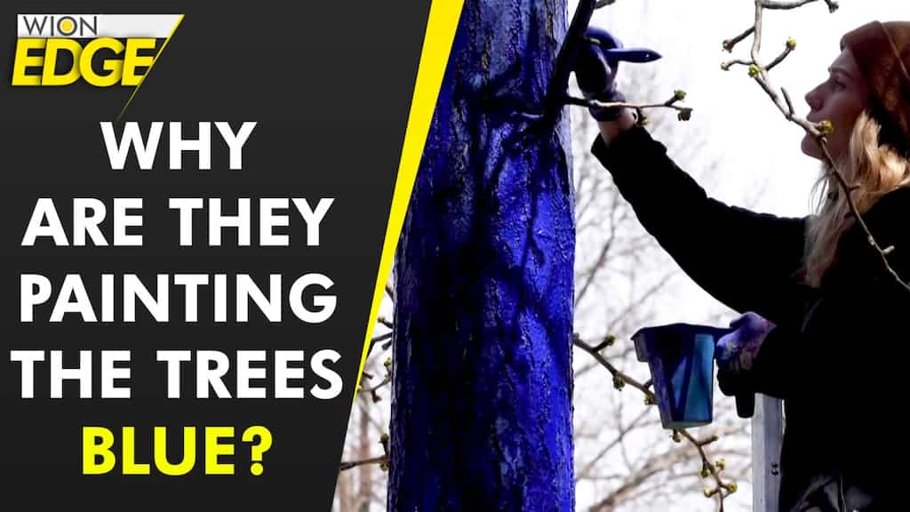 Why are they painting the trees blue? | Earth Day