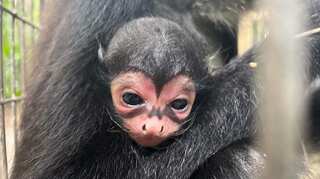 'Batman Returns': Spider monkey with unique symbol found in Australian zoo