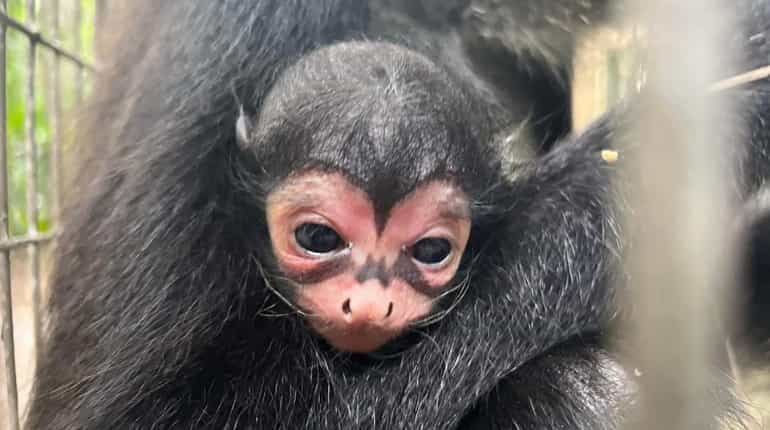 'Batman Returns': Spider monkey with unique symbol found in Australian zoo
