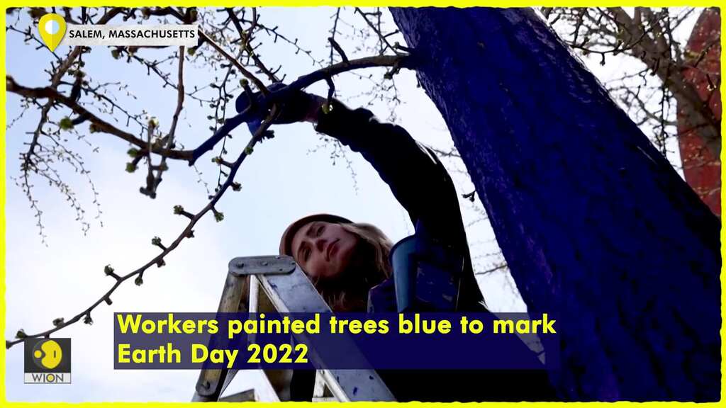 Why are they painting the trees blue?