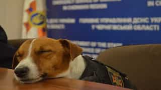 Patron - A Ukrainian service dog who 'discovered 150 explosives' in Chernihiv during war