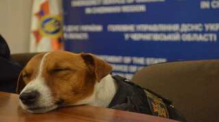Patron - A Ukrainian service dog who 'discovered 150 explosives' in Chernihiv during war