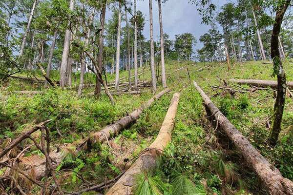Vietnam's green cover shrinking as it loses 3 million hectares of trees