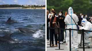 Morning brief: Covid surge in Beijing schools, Russia deploys combat dolphins in Black Sea and more
