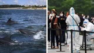 Morning brief: Covid surge in Beijing schools, Russia deploys combat dolphins in Black Sea and more