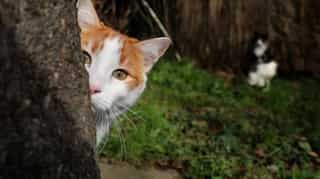 Fearing separation, UK woman marries pet cat