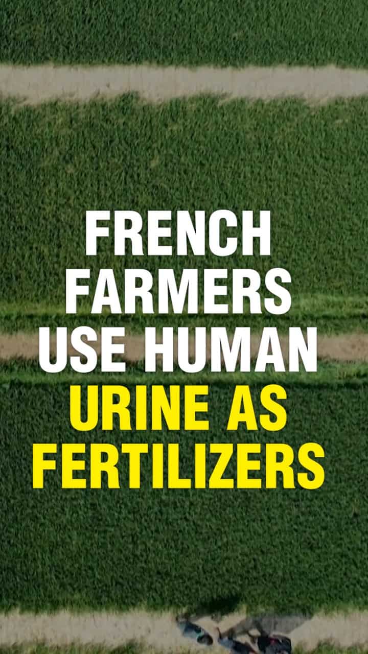 Why these farmers are using urine as fertilizers in France