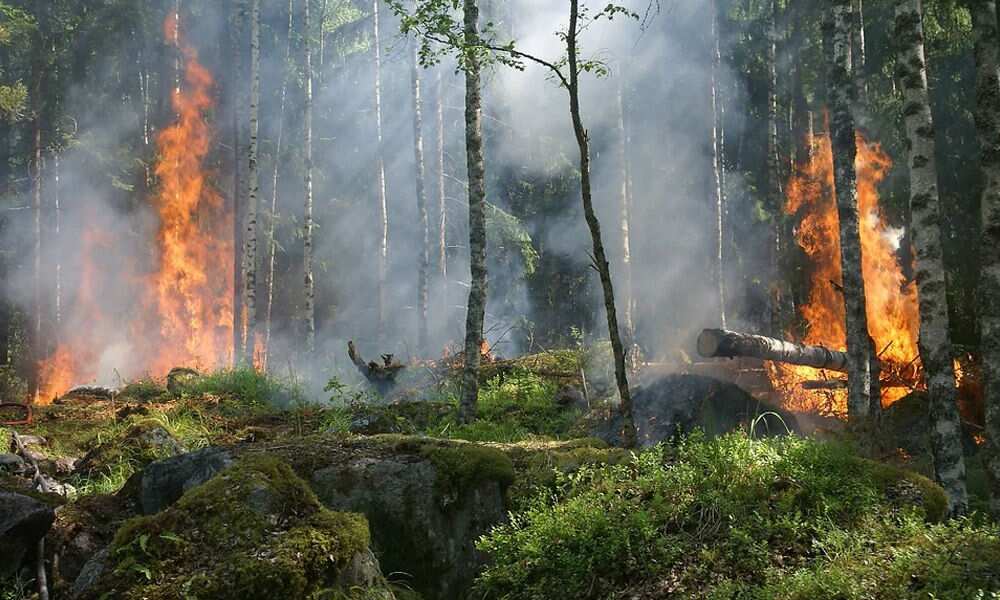 2021: 11 million hectares tropic cover lost