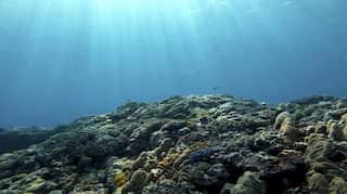 More than 30 new species discovered living at the bottom of the ocean
