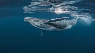 Threat of global extinction much higher than previously thought, study says