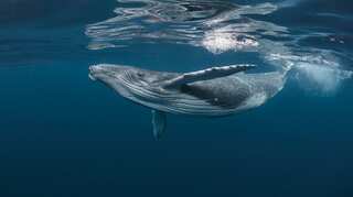 Global warming can cause worst extinction of marine life in 250 million years, study claims