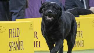 Scientists say that a dog's breed cannot predict its behaviour