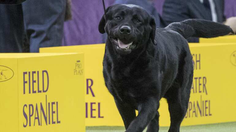 Scientists say that a dog's breed cannot predict its behaviour