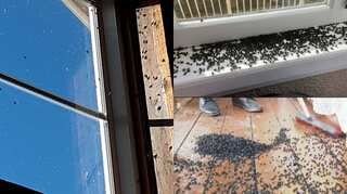 An unwelcome surprise? Cluster flies torment New Zealand residents