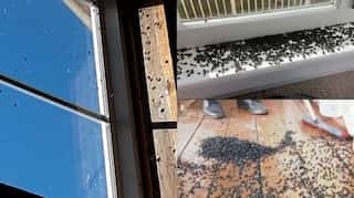An unwelcome surprise? Cluster flies torment New Zealand residents