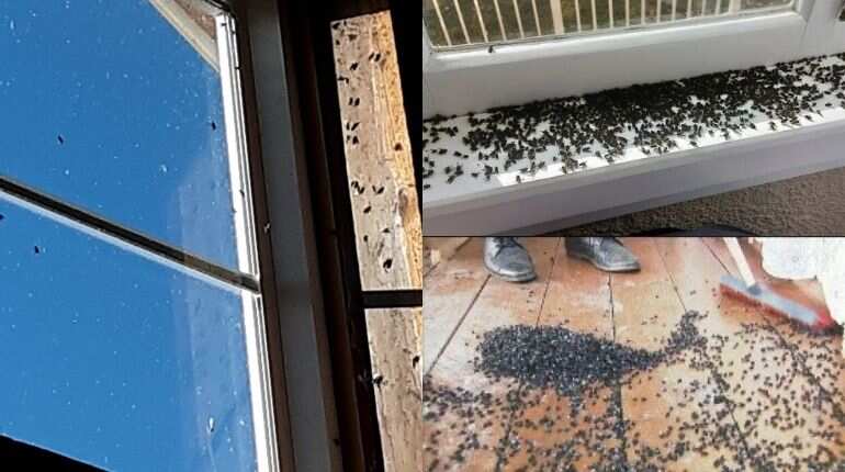 An unwelcome surprise? Cluster flies torment New Zealand residents