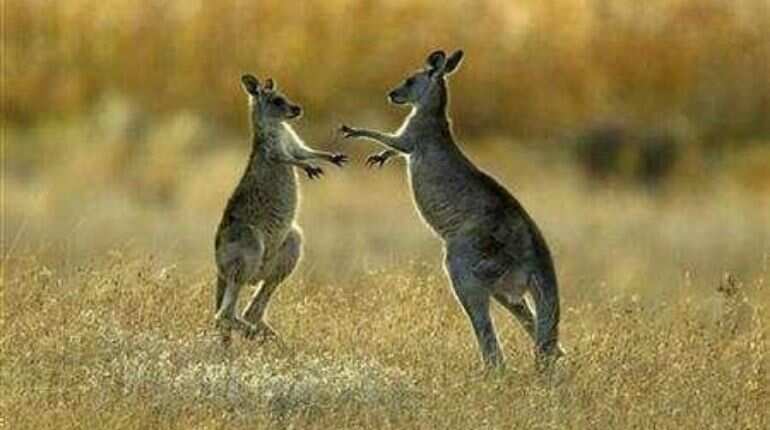 Elderly woman recuperates in hospital after kangaroo attack on golf course in Australia Elderly woman recuperates in hospital after kangaroo attack on golf course in Australia