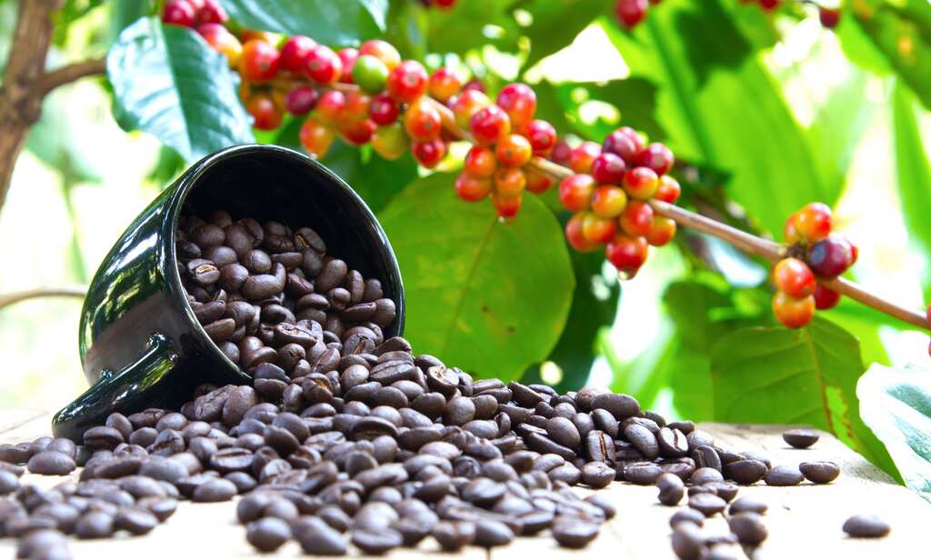 Harvesting Arabica beans for coffee, only women workers pick coffee cherries