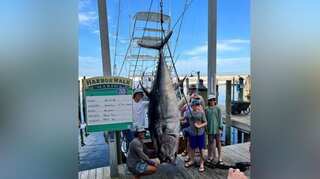 US fishermen catch 832-pound bluefin tuna in Gulf of Mexico, look to set new state record  