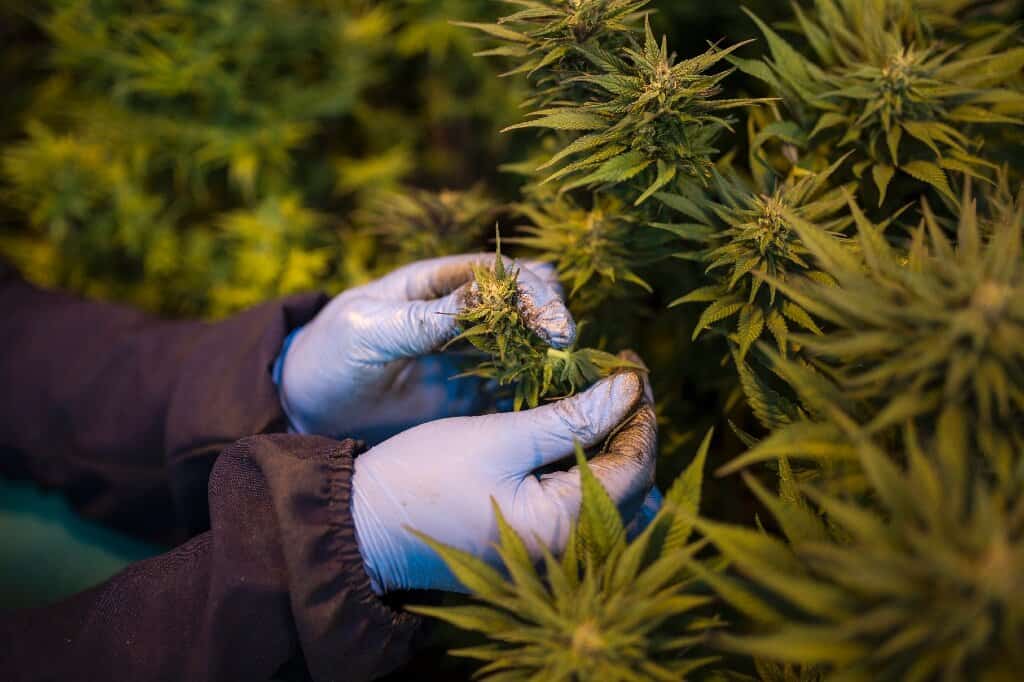 South Africa's first legal cannabis pharmacy: Govt backs cannabis for medicinal use