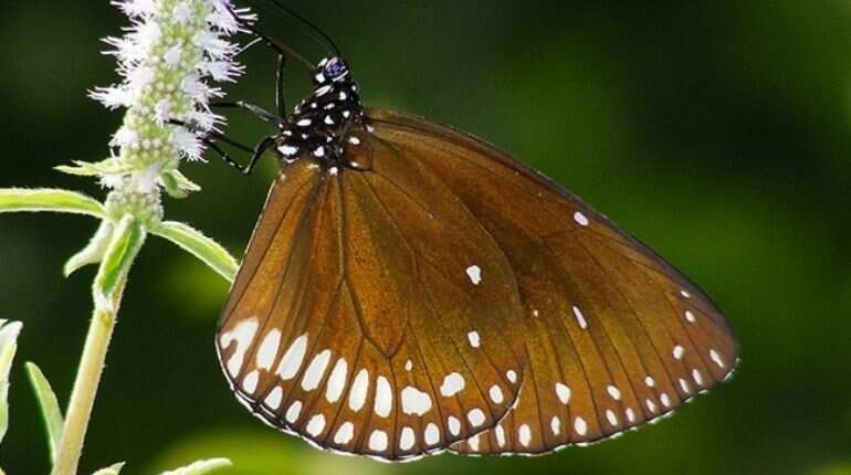For first time, king crow butterfly makes appearance in Indian state of Uttarakhand
