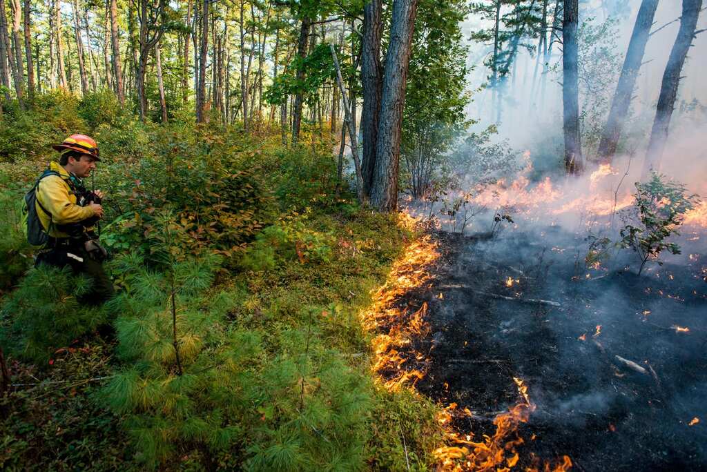 Tingle trees undergo prescribed burns, botanists ask 400-year-old trees to be preserved