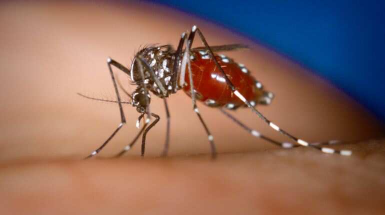 Mumbai turns to genome sequencing to control rising dengue cases
