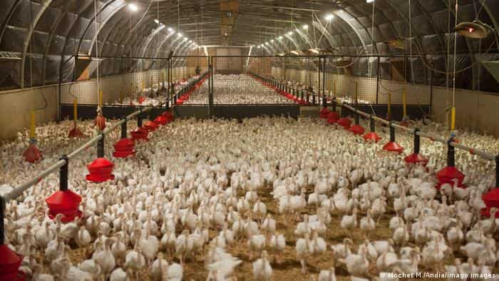 Watch | France says record 16 million birds culled in flu outbreak Watch | France says record 16 million birds culled in flu outbreak
